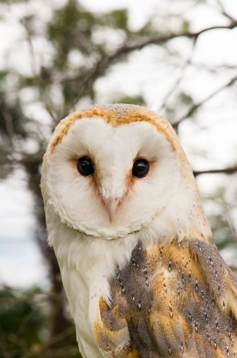 Barn Owls