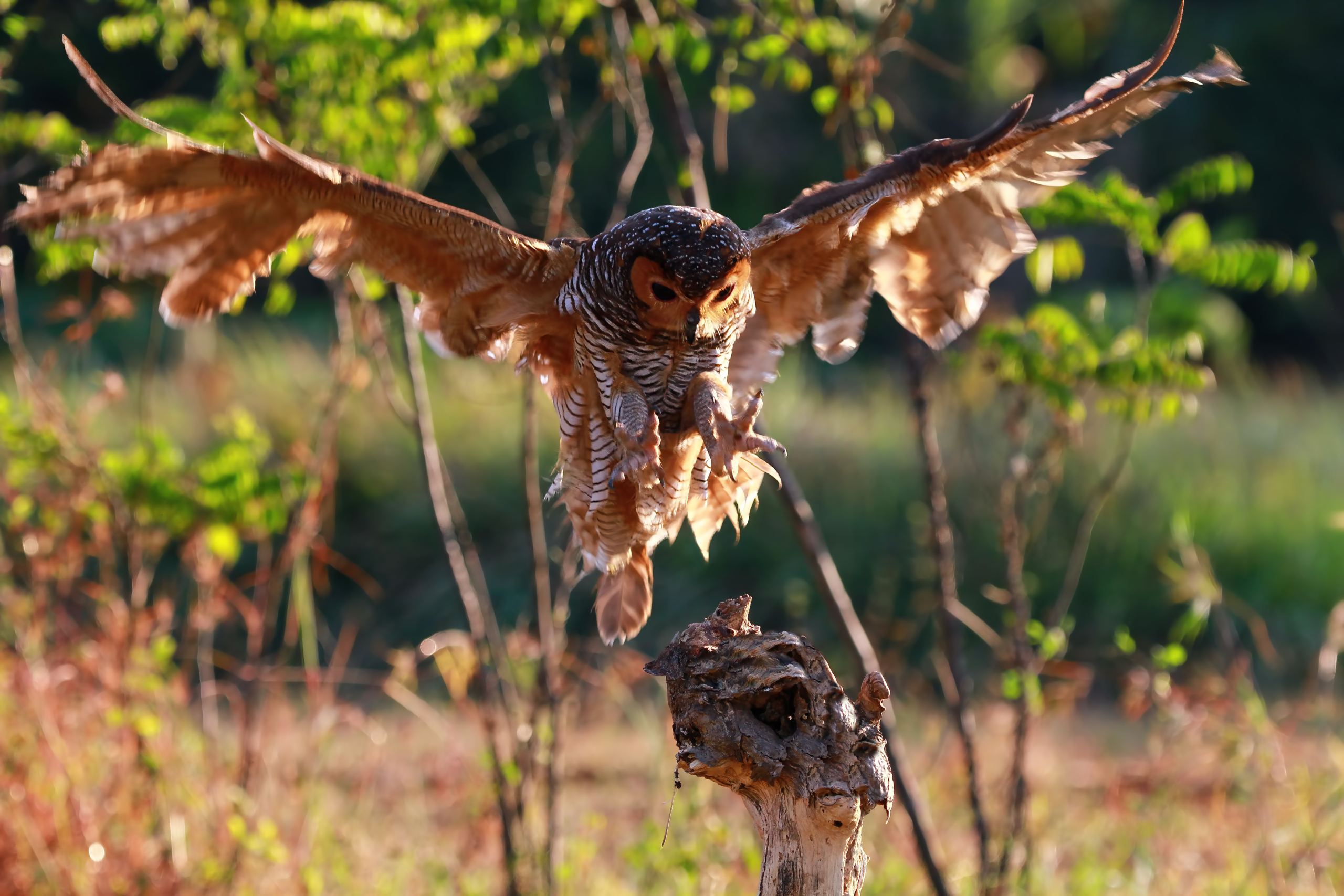 barn owl catching lizards