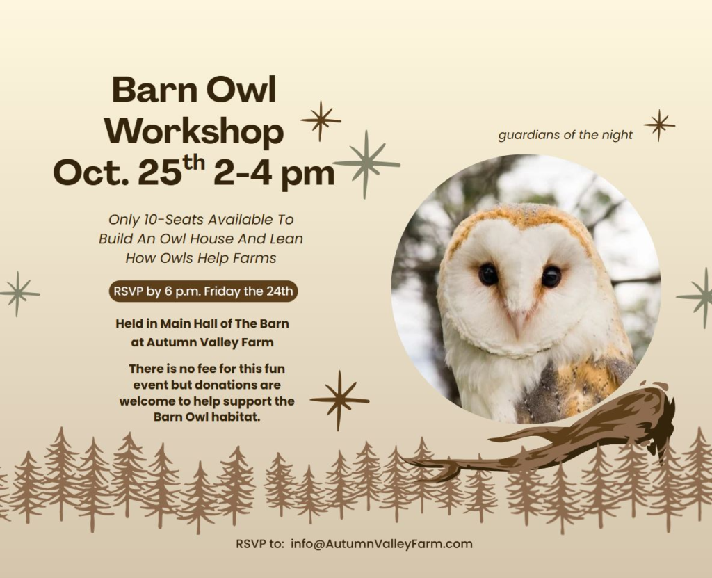 barn owl workshop